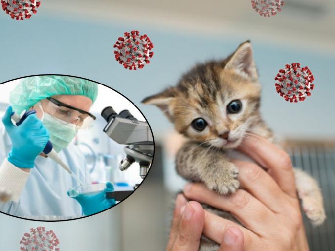CoronaVirus Marathi News cat drug gc376 eradicated corona lab tests | CoronaVirus News : आशेचा किरण! कोरोनाच्या लढ्याला यश येणार, मांजरींवरील 'हे' औषध प्रभावी ठरणार? CoronaVirus Marathi News cat drug gc376 eradicated corona lab tests | CoronaVirus News : आशेचा किरण! कोरोनाच्या लढ्याला यश येणार, मांजरींवरील 'हे' औषध प्रभावी ठरणार?