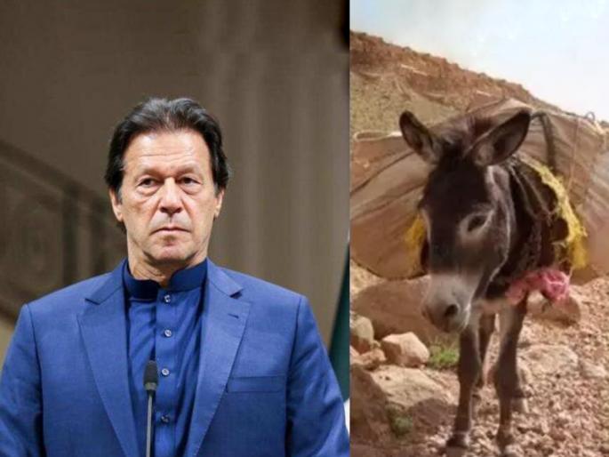pakistan one lakh donkeys increased 80 thousand will be sent to china | पाकिस्तानातील गाढवांची संख्या वाढली; 'या' देशासाठी फायदेशीर ठरली pakistan one lakh donkeys increased 80 thousand will be sent to china | पाकिस्तानातील गाढवांची संख्या वाढली; 'या' देशासाठी फायदेशीर ठरली