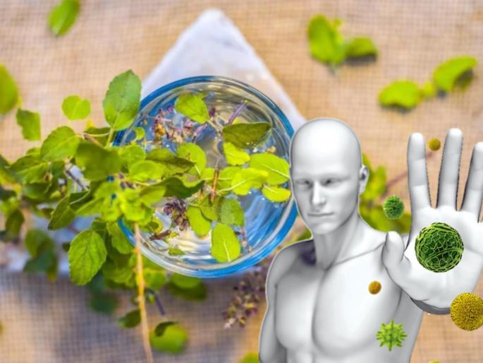 Health Tips : Tulsi milk health benefits immunity booster | रोज १ ग्लास तुळशीच्या दुधाचे सेवन कराल; तरच प्रतिकारशक्ती वाढवून संक्रमणाशी लढू शकाल Health Tips : Tulsi milk health benefits immunity booster | रोज १ ग्लास तुळशीच्या दुधाचे सेवन कराल; तरच प्रतिकारशक्ती वाढवून संक्रमणाशी लढू शकाल