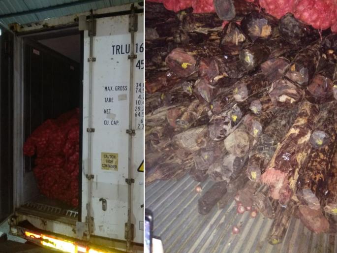 Smuggling of Red sandalwood under the name of onion, DRI seized Rs 4 crore's Red sandalwood | कांद्याच्या नावाखाली रक्तचंदनाची तस्करी, DRI ने केले ४ कोटींचे घबाड हस्तगत  Smuggling of Red sandalwood under the name of onion, DRI seized Rs 4 crore's Red sandalwood | कांद्याच्या नावाखाली रक्तचंदनाची तस्करी, DRI ने केले ४ कोटींचे घबाड हस्तगत