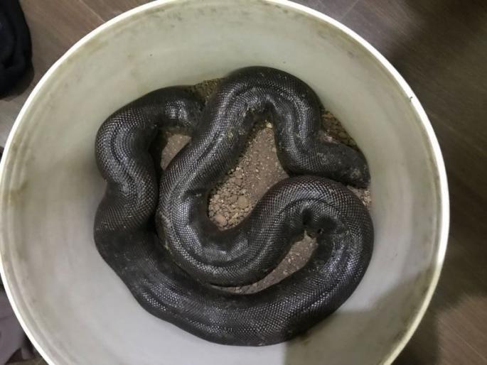 The trio who smuggled the mandul snake were handcuffed | मांडुळाची तस्करी करणाऱ्या त्रिकुटाला बेड्या The trio who smuggled the mandul snake were handcuffed | मांडुळाची तस्करी करणाऱ्या त्रिकुटाला बेड्या