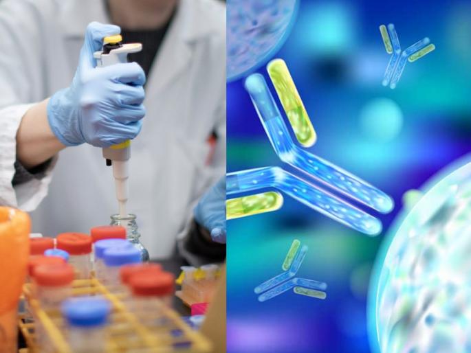 Covid 19 soon antibodies prepared in lab to end coronavirus human testing to be completed by august | लॅबमध्ये तयार केलेल्या एँटीबॉडीने कोरोनाचा खात्मा होणार; 'या' महिन्यात पूर्ण होणार मानवी चाचणी Covid 19 soon antibodies prepared in lab to end coronavirus human testing to be completed by august | लॅबमध्ये तयार केलेल्या एँटीबॉडीने कोरोनाचा खात्मा होणार; 'या' महिन्यात पूर्ण होणार मानवी चाचणी