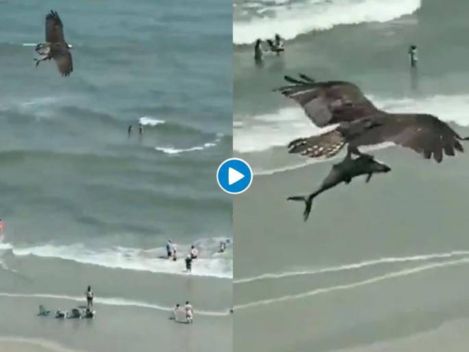 Video: Usa myrtle beach bird flying with a large fish internet stunned video goes viral | Video : बापरे! शिकारी पक्ष्याने समुद्रातील 'माश्याला' कसं उचलून नेलं; पाहा थरारक व्हिडीओ Video: Usa myrtle beach bird flying with a large fish internet stunned video goes viral | Video : बापरे! शिकारी पक्ष्याने समुद्रातील 'माश्याला' कसं उचलून नेलं; पाहा थरारक व्हिडीओ