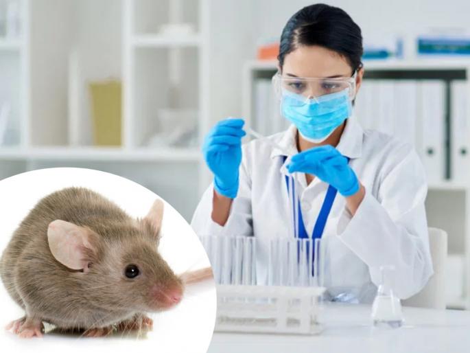 Bubonic plague kill adults within 24 hours china epidemic warnings | ब्यूबॉनिक प्लेगमुळे २४ तासात होऊ शकतो मृत्यू; नवी माहामारी पसरण्याचा धोका कितपत? Bubonic plague kill adults within 24 hours china epidemic warnings | ब्यूबॉनिक प्लेगमुळे २४ तासात होऊ शकतो मृत्यू; नवी माहामारी पसरण्याचा धोका कितपत?