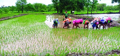 Paddy planting in Palghar district, worker not available due to corona crisis | पालघर जिल्ह्यात भातलावणीची लगबग, कोरोनाच्या संकटामुळे मजूर मिळेनात Paddy planting in Palghar district, worker not available due to corona crisis | पालघर जिल्ह्यात भातलावणीची लगबग, कोरोनाच्या संकटामुळे मजूर मिळेनात