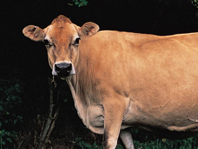Disgusting type; person was having unnatural sex with a cow, the video was recorded in CCTV | किळसवाणा प्रकार! गायीसोबत अतिप्रसंग करत होता इसम, CCTV मध्ये रेकॉर्ड झाला व्हिडीओ Disgusting type; person was having unnatural sex with a cow, the video was recorded in CCTV | किळसवाणा प्रकार! गायीसोबत अतिप्रसंग करत होता इसम, CCTV मध्ये रेकॉर्ड झाला व्हिडीओ