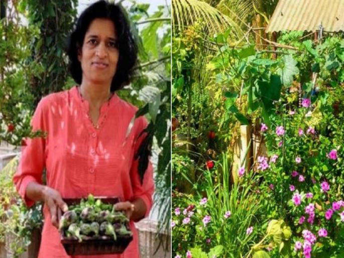 Soilless gardening pune woman grows fruits and vegetables on the roof without soil | भारीच! मराठमोळ्या महिलेची शेती; माती न वापरताच उगवतात भाजी पाला, टेक्निक पाहून चकित व्हाल Soilless gardening pune woman grows fruits and vegetables on the roof without soil | भारीच! मराठमोळ्या महिलेची शेती; माती न वापरताच उगवतात भाजी पाला, टेक्निक पाहून चकित व्हाल