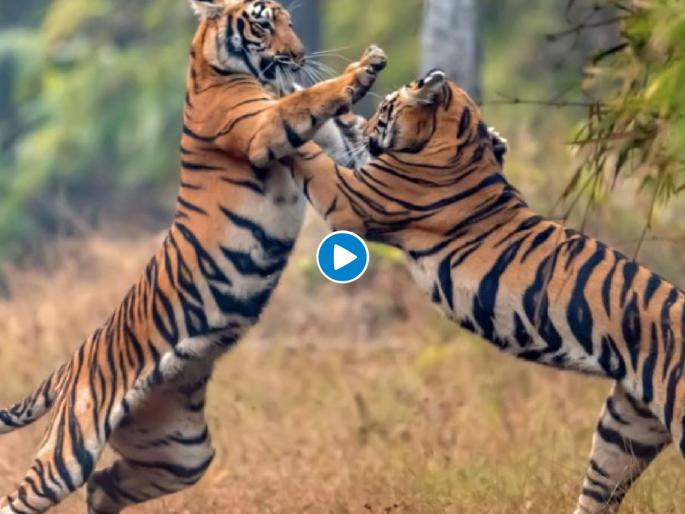 Tigers fight in jungle inner wins the territory and tigress too see who wins viral video | खतरनाक! वाघिणीला जिंकण्यासाठी दोन रुबाबदार वाघांची लढाई; पाहा थरारक व्हिडीओ Tigers fight in jungle inner wins the territory and tigress too see who wins viral video | खतरनाक! वाघिणीला जिंकण्यासाठी दोन रुबाबदार वाघांची लढाई; पाहा थरारक व्हिडीओ