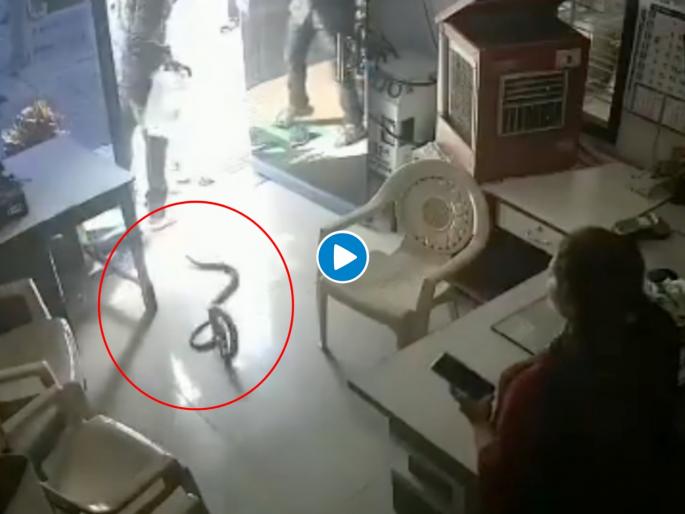 Maharashtra buldana angry man released snakes in petrol pump office cctv video goes viral 2 | बापरे! बाटलीत पेट्रोल दिलं नाही; म्हणून रागात महिलेच्या अंगावर सोडले साप, व्हिडीओ व्हायरल Maharashtra buldana angry man released snakes in petrol pump office cctv video goes viral 2 | बापरे! बाटलीत पेट्रोल दिलं नाही; म्हणून रागात महिलेच्या अंगावर सोडले साप, व्हिडीओ व्हायरल
