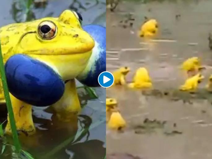 Yellow bullfrogs seen in madhya pradesh see Viral video | Video : आता हिरवे नाही तर पिवळे बेडूक घेताहेत पावसाचा आनंद; व्हिडीओ पाहून चकीत व्हाल Yellow bullfrogs seen in madhya pradesh see Viral video | Video : आता हिरवे नाही तर पिवळे बेडूक घेताहेत पावसाचा आनंद; व्हिडीओ पाहून चकीत व्हाल
