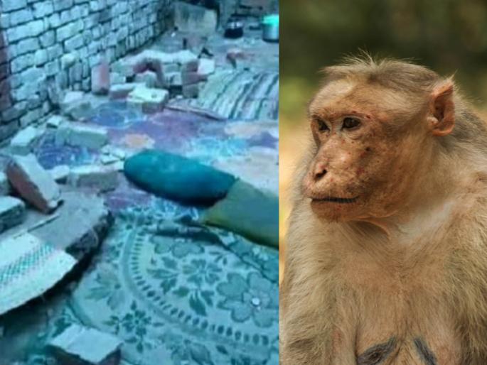Malicious Monkeys Destroy Home, Kill Woman and Four Children in India | बापरे! माकडांमुळे 5 जणांचा मृत्यू, जाणून घ्या नेमकं काय घडलं? Malicious Monkeys Destroy Home, Kill Woman and Four Children in India | बापरे! माकडांमुळे 5 जणांचा मृत्यू, जाणून घ्या नेमकं काय घडलं?