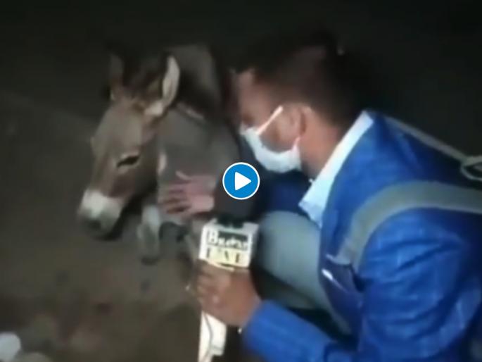 reporter interview wit donkey and tries to raise awareness amid covid 19 viral video | Video - शाब्बास मित्रा, जिंकलंस! गाढवाची मुलाखत घेऊन पत्रकाराने मास्क न लावणाऱ्यांना शिकवला चांगलाच धडा reporter interview wit donkey and tries to raise awareness amid covid 19 viral video | Video - शाब्बास मित्रा, जिंकलंस! गाढवाची मुलाखत घेऊन पत्रकाराने मास्क न लावणाऱ्यांना शिकवला चांगलाच धडा