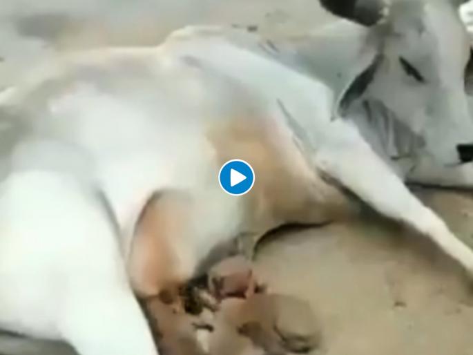 Cow gave milk to dogs hungry children video is going viral | भुकेलेल्या कुत्र्याच्या पिल्लांसाठी गाय बनली आई; पाहा काळजाला भिडणारा व्हिडीओ Cow gave milk to dogs hungry children video is going viral | भुकेलेल्या कुत्र्याच्या पिल्लांसाठी गाय बनली आई; पाहा काळजाला भिडणारा व्हिडीओ