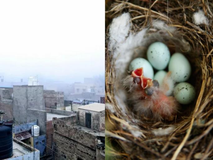 Tamilnadu village goes dark for 35 days for bird and her eggs | कौतुकास्पद! पक्षाचं घरटं वाचवण्यासाठी गावकऱ्यांनी तब्बल ३५ दिवस रस्त्यावरील लाईट्स ठेवले बंद Tamilnadu village goes dark for 35 days for bird and her eggs | कौतुकास्पद! पक्षाचं घरटं वाचवण्यासाठी गावकऱ्यांनी तब्बल ३५ दिवस रस्त्यावरील लाईट्स ठेवले बंद