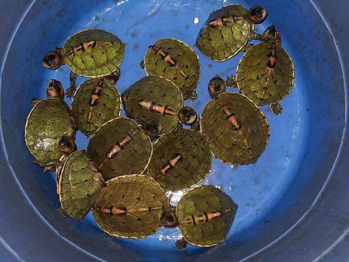 Two arrested for selling turtles, action taken at Panchavati Chowk | कासवांची विक्री करणाऱ्या दोघांना अटक, पंचवटी चौकात कारवाई  Two arrested for selling turtles, action taken at Panchavati Chowk | कासवांची विक्री करणाऱ्या दोघांना अटक, पंचवटी चौकात कारवाई
