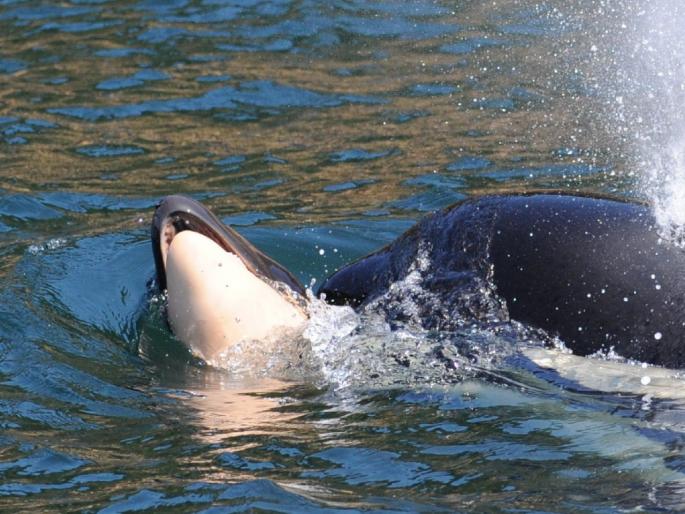 Killer whale carried her dead calf for more than 17 days photo goes viral on social media | जन्मल्यानंतर अर्ध्या तासात व्हेलच्या पिलानं सोडले प्राण; १७ दिवस 'त्याला' घेऊन फिरत होती आई Killer whale carried her dead calf for more than 17 days photo goes viral on social media | जन्मल्यानंतर अर्ध्या तासात व्हेलच्या पिलानं सोडले प्राण; १७ दिवस 'त्याला' घेऊन फिरत होती आई