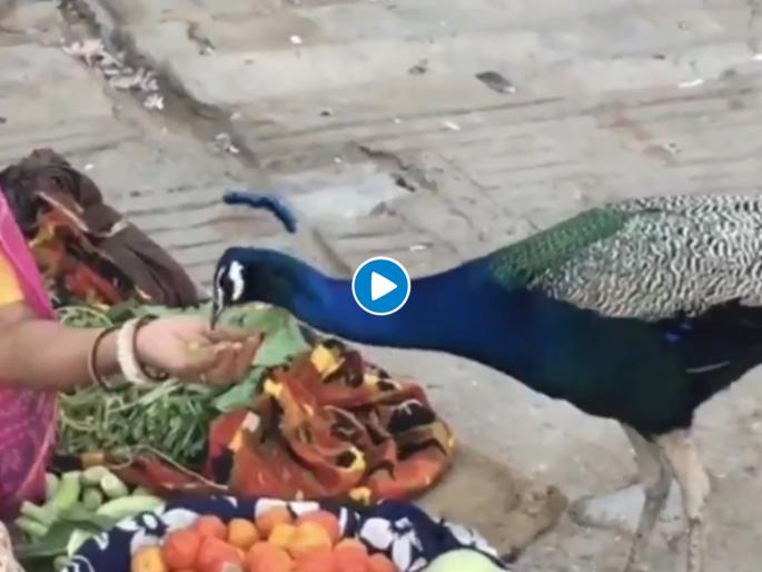 Woman selling vegetables feeding a peacock twitter loved it see viral video | Video : भारीच! भूकेलेल्या मोरानं भाजीवाल्या आजीकडे घेतली धाव; अन् या आजीने 'अशी' भागवली भूक Woman selling vegetables feeding a peacock twitter loved it see viral video | Video : भारीच! भूकेलेल्या मोरानं भाजीवाल्या आजीकडे घेतली धाव; अन् या आजीने 'अशी' भागवली भूक