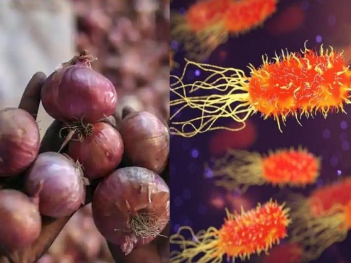 CDC warns of mysterious salmonella outbreak spreading through onion in usa and canada | काळजी वाढली! कांद्यामुळे पसरतंय 'या' बॅक्टेरियाचं संक्रमण; CDC नं सांगितली लक्षणं, जाणून घ्या CDC warns of mysterious salmonella outbreak spreading through onion in usa and canada | काळजी वाढली! कांद्यामुळे पसरतंय 'या' बॅक्टेरियाचं संक्रमण; CDC नं सांगितली लक्षणं, जाणून घ्या