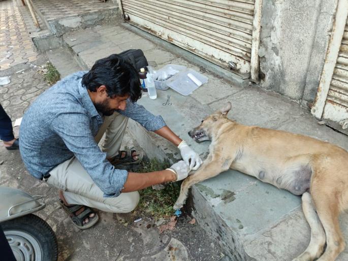 Animal service is God's service, it became his life goal ...! | पशु सेवा हीच ईश्वर सेवा, हे जीवनध्येयच त्यांचे झाले...!