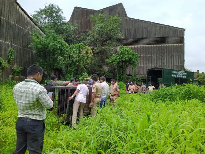 ... And the leopard got stuck in a cage in Andheri MID | ...अन् अंधेरी एमआयडीसीत बिबट्या अडकला पिंजऱ्यात ... And the leopard got stuck in a cage in Andheri MID | ...अन् अंधेरी एमआयडीसीत बिबट्या अडकला पिंजऱ्यात