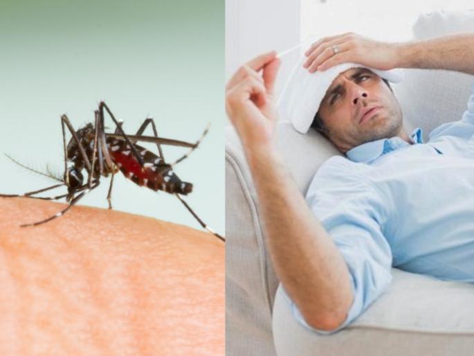 Health Tips : Dengue fever mosquito biting symptoms treatment | पावसाळ्यातच नाही तर कोणत्याही ऋतूत होऊ शकते डेंग्यूची लागण; कोरोनाकाळात 'कसा' कराल बचाव Health Tips : Dengue fever mosquito biting symptoms treatment | पावसाळ्यातच नाही तर कोणत्याही ऋतूत होऊ शकते डेंग्यूची लागण; कोरोनाकाळात 'कसा' कराल बचाव