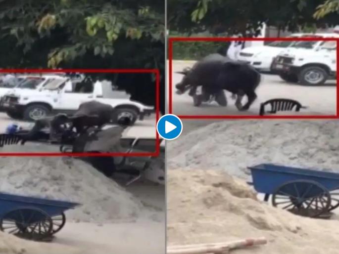 Police officer gets attacked by a buffalo Video goes Viral | देव तारी त्याला कोण मारी.... भरधाव वेगानं जाणाऱ्या पोलिसाला म्हशीनं दिली धडक; पाहा व्हिडीओ  Police officer gets attacked by a buffalo Video goes Viral | देव तारी त्याला कोण मारी.... भरधाव वेगानं जाणाऱ्या पोलिसाला म्हशीनं दिली धडक; पाहा व्हिडीओ