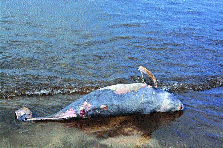 Dead dolphin found on Murud beach, cremated by forest department, municipal staff | मुरुड किनाऱ्यावर आढळला मृत डॉल्फिन, वन विभाग, नगरपालिकेच्या कर्मचाऱ्यांनी केले अंत्यसंस्कार Dead dolphin found on Murud beach, cremated by forest department, municipal staff | मुरुड किनाऱ्यावर आढळला मृत डॉल्फिन, वन विभाग, नगरपालिकेच्या कर्मचाऱ्यांनी केले अंत्यसंस्कार