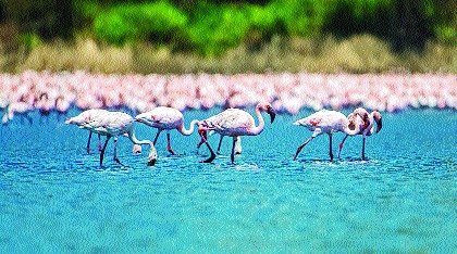 Five-point action plan to maintain greenery in Mumbai, aimed at creating a movement of Mumbaikars | हिरवळ टिकवून ठेवण्यासाठी पाच कलमी कृती योजना, मुंबईकरांचा चळवळ निर्माण करण्याचा उद्देश Five-point action plan to maintain greenery in Mumbai, aimed at creating a movement of Mumbaikars | हिरवळ टिकवून ठेवण्यासाठी पाच कलमी कृती योजना, मुंबईकरांचा चळवळ निर्माण करण्याचा उद्देश