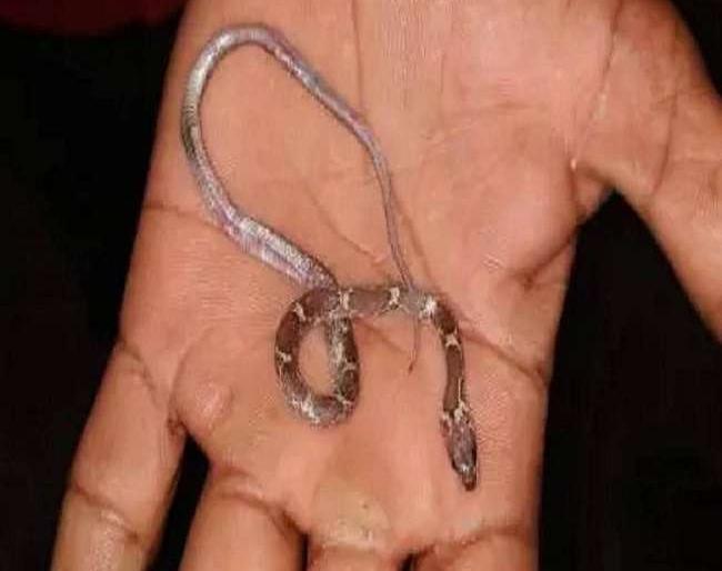 baby swallows snake in bareilly uttar pradesh | धक्कादायक! खेळता खेळता एक वर्षाच्या चिमुकल्याने गिळलं सापाचं पिल्लू अन्... baby swallows snake in bareilly uttar pradesh | धक्कादायक! खेळता खेळता एक वर्षाच्या चिमुकल्याने गिळलं सापाचं पिल्लू अन्...