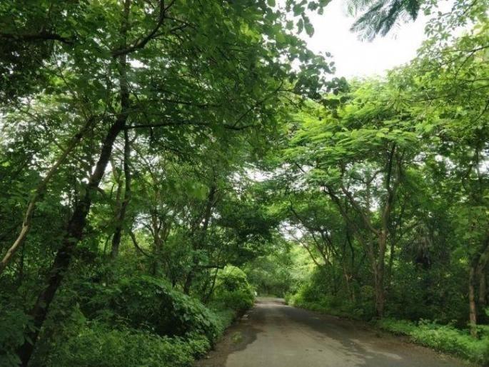 Aarey Maharashtra to reserve 600 acres of land in Mumbai as forest | गोष्ट संरक्षित वनाची! Aarey Maharashtra to reserve 600 acres of land in Mumbai as forest | गोष्ट संरक्षित वनाची!
