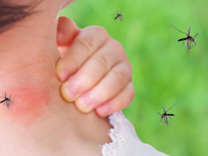 Health Tips : Here are 7 ways to prevent from mosquitoes in any season | डास चावल्यानंतर खाज का येते? कोणत्याही ऋतूत 'या' ७ उपायांनी करा डासांपासून बचाव Health Tips : Here are 7 ways to prevent from mosquitoes in any season | डास चावल्यानंतर खाज का येते? कोणत्याही ऋतूत 'या' ७ उपायांनी करा डासांपासून बचाव