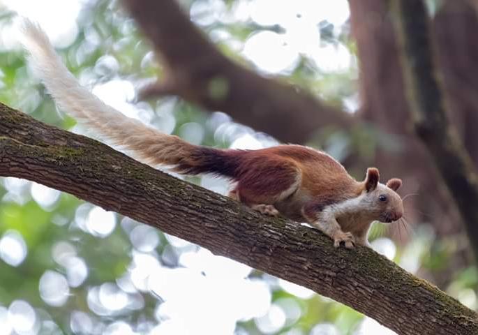 Shekru, the giant squirrel, now found in 'Kalsubai' sanctuary | ‘कळसुबाई’अभयारण्यात वाढतोय राज्यप्राणी शेकरु