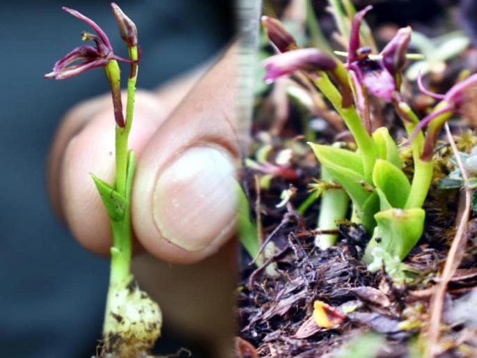 Rare flower liparis pygmaea seen in chamoli after 124 years | अरे व्वा! तब्बल १२४ वर्षांनी चमोली पर्वतांवर फुललं दुर्मिळ प्रजातीचं फुल; पाहा फोटो Rare flower liparis pygmaea seen in chamoli after 124 years | अरे व्वा! तब्बल १२४ वर्षांनी चमोली पर्वतांवर फुललं दुर्मिळ प्रजातीचं फुल; पाहा फोटो