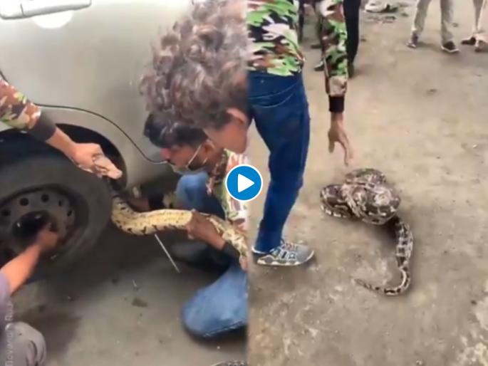 Python stuck in car wheels this is how volunteers saved his life video goes viral | Video : बापरे! गाडीच्या चाकामध्ये अकडला १४ फुट लांब अजगर; पाहा 'कसा' बाहेर काढला Python stuck in car wheels this is how volunteers saved his life video goes viral | Video : बापरे! गाडीच्या चाकामध्ये अकडला १४ फुट लांब अजगर; पाहा 'कसा' बाहेर काढला