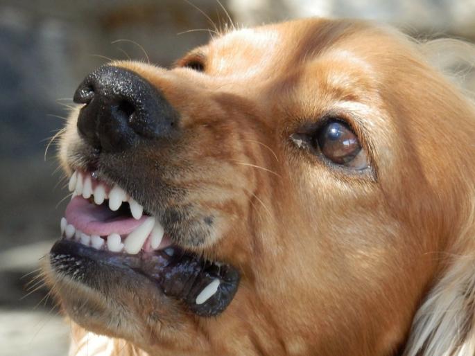 Pet dog bites girl in Thane: Father files case against son and father | ठाण्यात पाळीव कुत्र्याचा मुलीला चावा: पिता पुत्राविरुद्ध गुन्हा दाखल Pet dog bites girl in Thane: Father files case against son and father | ठाण्यात पाळीव कुत्र्याचा मुलीला चावा: पिता पुत्राविरुद्ध गुन्हा दाखल