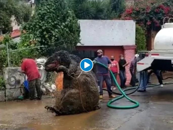 Giant rat found during clearing drainage system turned out halloween prop see viral video | बाबो! नाले सफाई करताना सापडला भलामोठा उंदीर; Video पाहून तुमचीही उडेल झोप Giant rat found during clearing drainage system turned out halloween prop see viral video | बाबो! नाले सफाई करताना सापडला भलामोठा उंदीर; Video पाहून तुमचीही उडेल झोप
