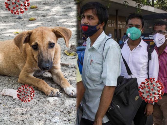 Finland deploys coronavirus sniffing dogs at airport as way to detect infection | आता कुत्र्यांच्या मदतीने कोरोना चाचणी होणार; 'अशी' केली जाणार तपासणी