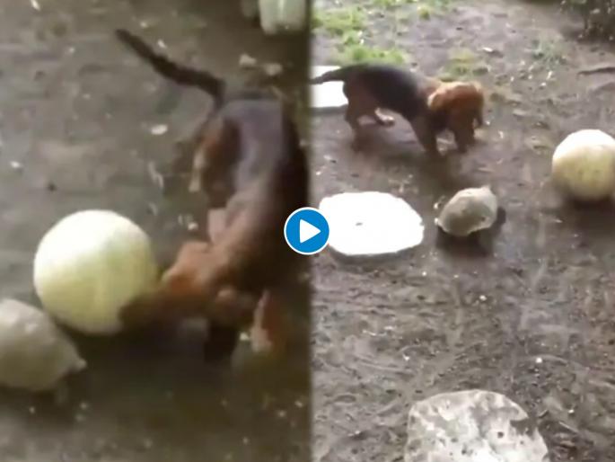 Viral video of turtle playing with pup and running after ball has twitter amazed | Video : कुत्र्याच्या पिल्लाला कासवासह खेळण्याची भारीच हौस; नेटिझन्सनी पाडला लाईक्सचा पाऊस Viral video of turtle playing with pup and running after ball has twitter amazed | Video : कुत्र्याच्या पिल्लाला कासवासह खेळण्याची भारीच हौस; नेटिझन्सनी पाडला लाईक्सचा पाऊस