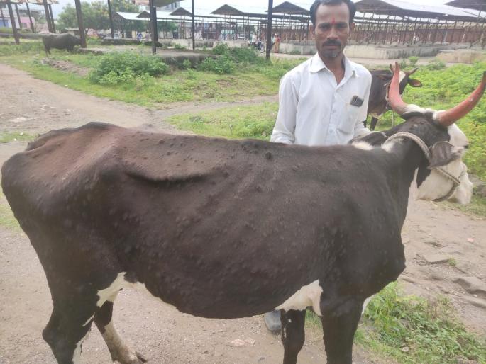 Decreased demand for milk due to lumpy skin disease | लम्पी स्किन आजारामुळे घटली दुधाची मागणी Decreased demand for milk due to lumpy skin disease | लम्पी स्किन आजारामुळे घटली दुधाची मागणी