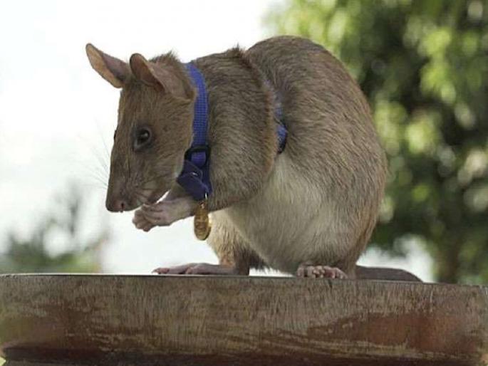african hero rat magawa gets gold medal for sniffing out landmines in cambodia | इटुकल्या पिटुकल्या उंदराने केली कमाल, मिळाला 'शौर्य' पुरस्कार; कामगिरी ऐकून व्हाल हैराण african hero rat magawa gets gold medal for sniffing out landmines in cambodia | इटुकल्या पिटुकल्या उंदराने केली कमाल, मिळाला 'शौर्य' पुरस्कार; कामगिरी ऐकून व्हाल हैराण