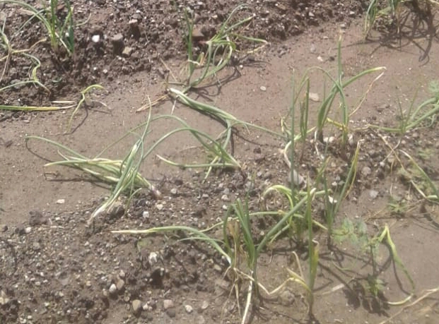 Rotten onion, farmers suffering from rains | पावसाने सडला कांदा, शेतकरी त्रस्त Rotten onion, farmers suffering from rains | पावसाने सडला कांदा, शेतकरी त्रस्त
