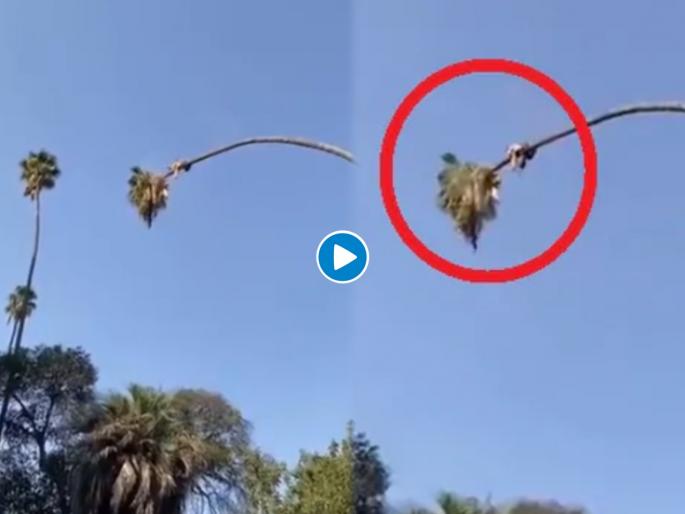 Viral video man climbed up the tree cutting palm tree has left millions stunned | बापरे! नारळाच्या झाडावर चढलेल्या माणसाची करामत पाहून उडेल थरकाप; पाहा व्हिडीओ Viral video man climbed up the tree cutting palm tree has left millions stunned | बापरे! नारळाच्या झाडावर चढलेल्या माणसाची करामत पाहून उडेल थरकाप; पाहा व्हिडीओ