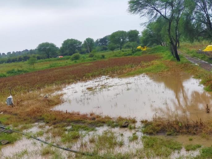Excessive damage to soybeans due to rains | पावसामुळे सोयाबीनचे अतोनात नुकसान Excessive damage to soybeans due to rains | पावसामुळे सोयाबीनचे अतोनात नुकसान