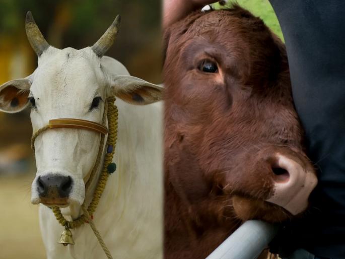 know why cow hugging is new trend is this a therapy amid coronavirus | जगभरात व्हायरल होतोय गाईला मिठी मारण्याचा ट्रेंड, ही भानगड नक्की काय रे भाऊ? know why cow hugging is new trend is this a therapy amid coronavirus | जगभरात व्हायरल होतोय गाईला मिठी मारण्याचा ट्रेंड, ही भानगड नक्की काय रे भाऊ?