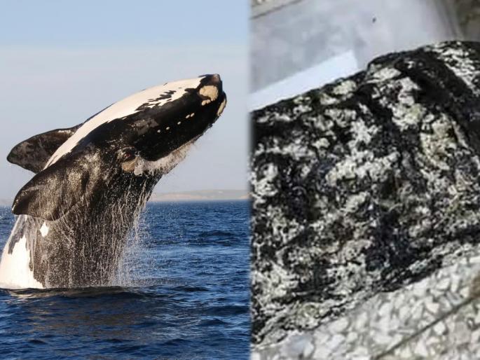Viral News in Marathi : whale vomit make rich to taiwanese man | देवमासा ठरला देवदूत! Whale ने केली उलटी अन् 'तो' करोडपती झाला ना राव.... Viral News in Marathi : whale vomit make rich to taiwanese man | देवमासा ठरला देवदूत! Whale ने केली उलटी अन् 'तो' करोडपती झाला ना राव....