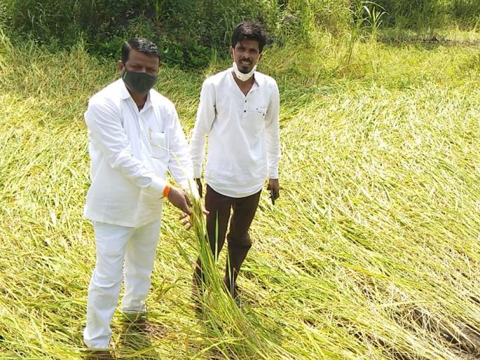 Return rains in Bhiwandi cause huge damage to paddy crop, farmers are worried | भिवंडीत परतीच्या पावसाने भात पिकाचे प्रचंड नुकसान, शेतकरी हवालदिल 