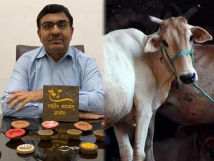 radiation reduces dung chip 600 scientists teachers sought evidence from kamdhenu commission | गायीच्या शेणापासून बनवलेल्या चिपने रेडिएशन कमी होतं?; 600 शास्त्रज्ञ, शिक्षकांनी मागितला पुरावा radiation reduces dung chip 600 scientists teachers sought evidence from kamdhenu commission | गायीच्या शेणापासून बनवलेल्या चिपने रेडिएशन कमी होतं?; 600 शास्त्रज्ञ, शिक्षकांनी मागितला पुरावा