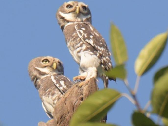 Pingala Bird found in nashik | जागतिक वन पिंगळा संवर्धन दिन : लुप्त होणारा 'वन पिंगळा' नाशकात देतो दर्शन! Pingala Bird found in nashik | जागतिक वन पिंगळा संवर्धन दिन : लुप्त होणारा 'वन पिंगळा' नाशकात देतो दर्शन!