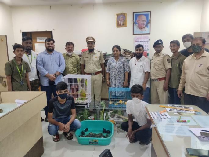 two, who smuggles parrots, is caught by the forest department | पोपटाची तस्करी करणारी दुकली वनविभागाच्या जाळ्यात
