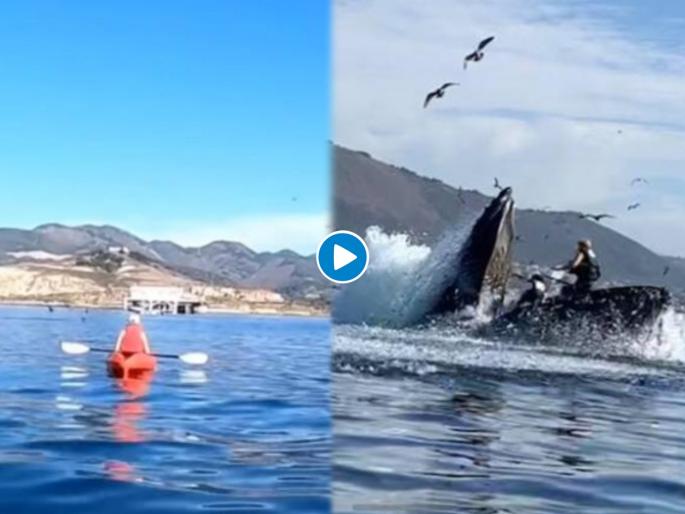 California avila beach humpback whale capsizes kayak almost swallows two people see viral video- | बोटीनं प्रवास करत होत्या दोघी, अन् देवमाश्यानं अख्खी बोट तोंडात घातली; पाहा थरारक व्हिडीओ